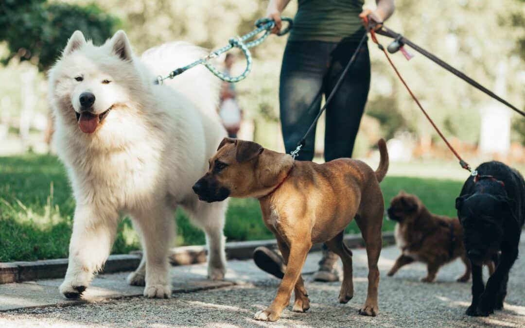 National Walk Your Dog Month