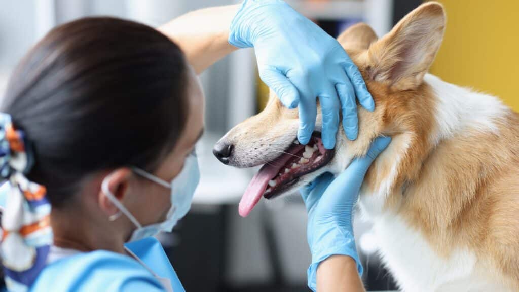 The Importance of Dental Health in Dogs