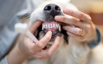 The Importance of Dental Health in Pets