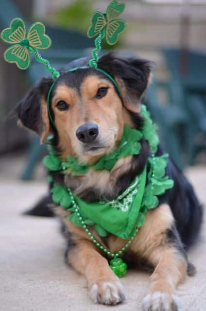 Spend St. Patrick's Day With Your Dog