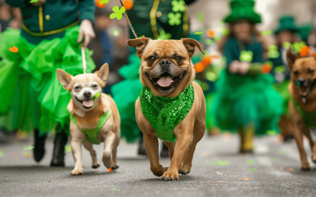 Spend St. Patrick’s Day With Your Dog