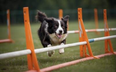 Best Way to Train Your Dog for Agility
