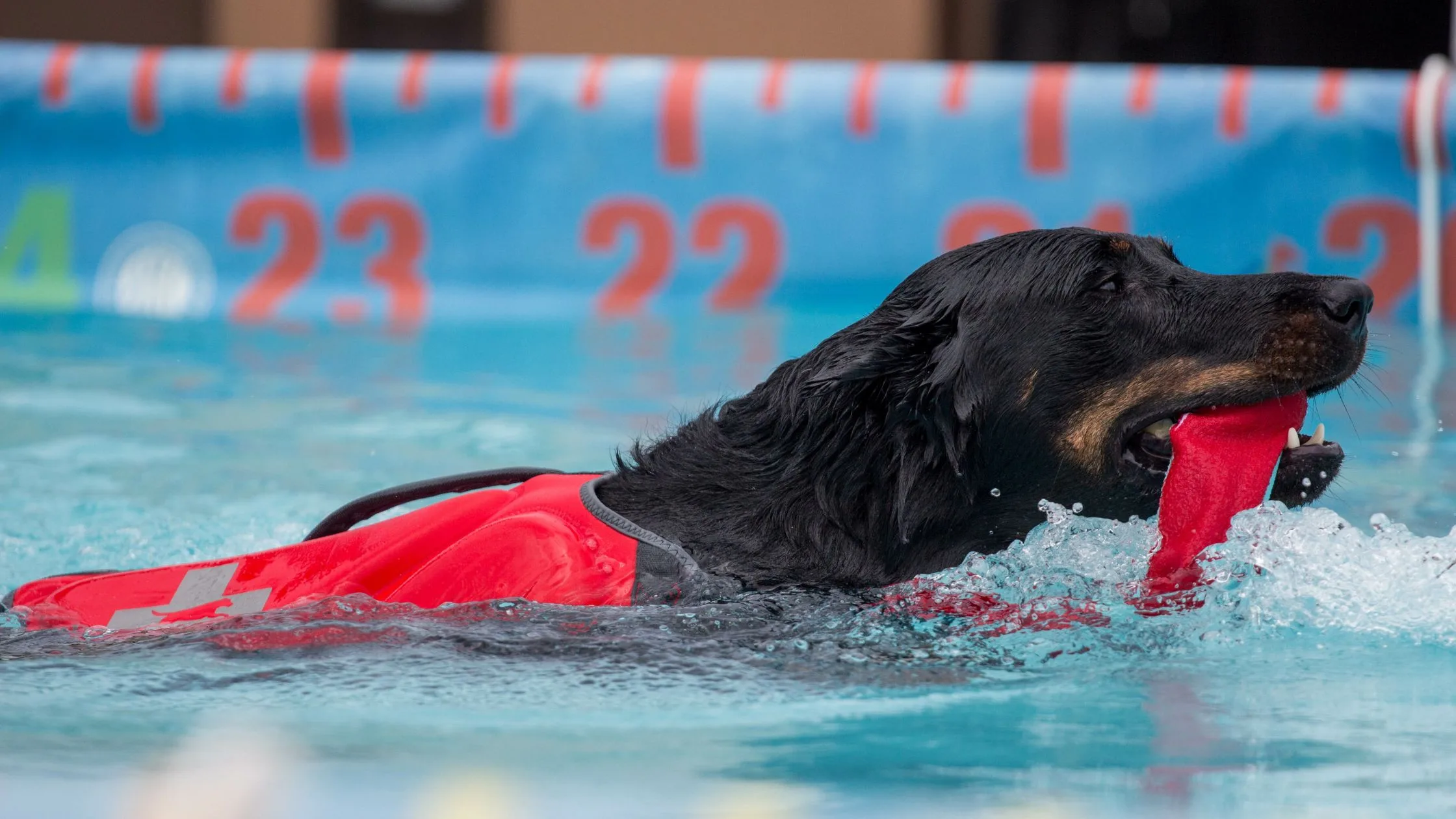 dog dock diving