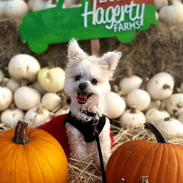 Hagerty Pumpkin Patch