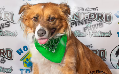 Dog-Friendly Festivals in Orlando: Top Events to Enjoy With Your Pup This Winter