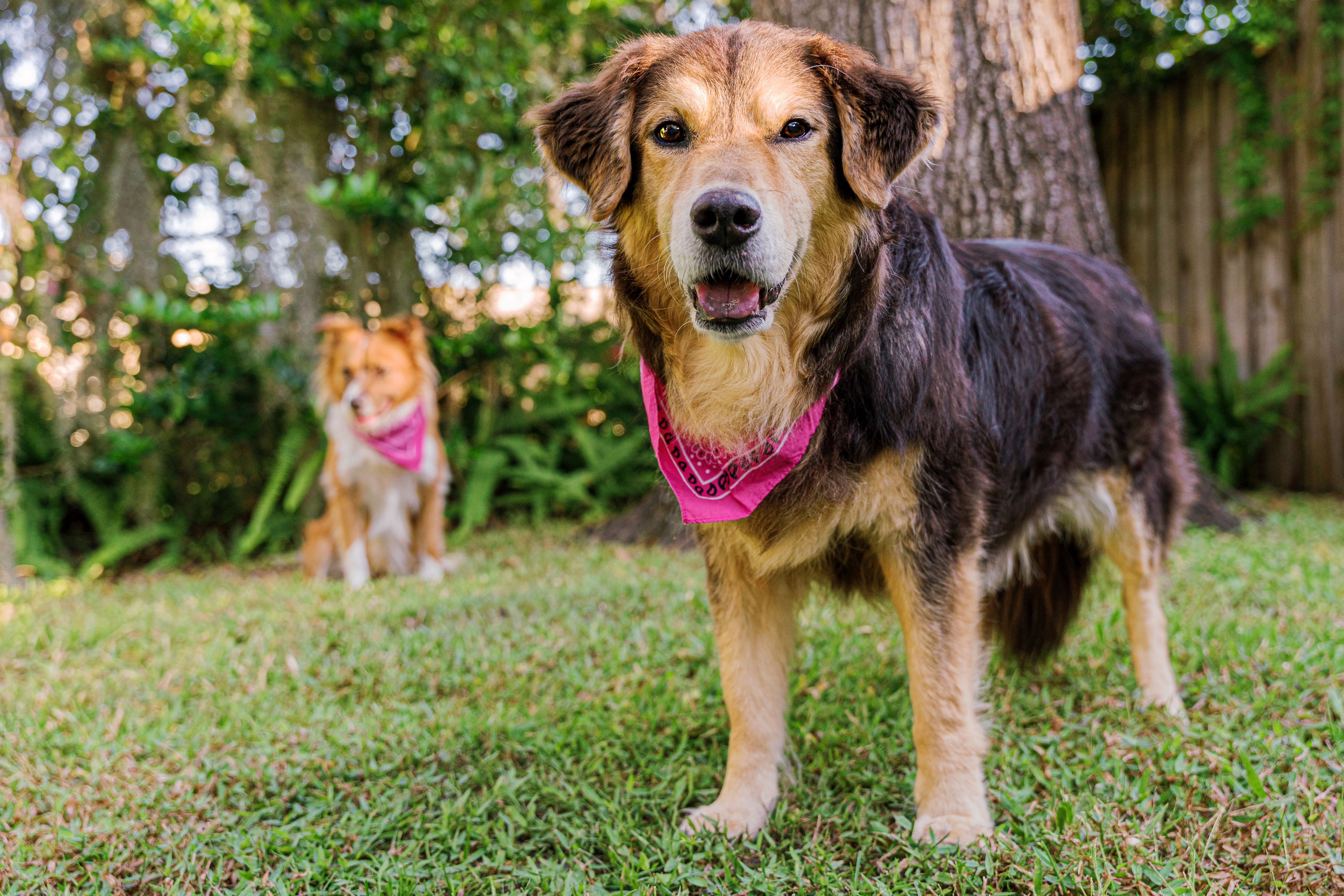 Complete Guide to Senior Dog Care: Signs, Comfort & Health Tips